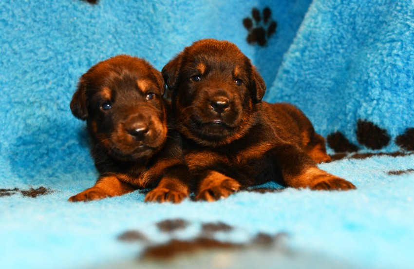 Des Gardiens De Rome - Berger de Beauce - Portée née le 09/12/2025