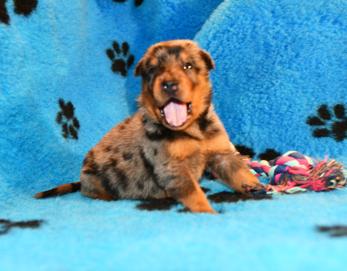 Des Gardiens De Rome - Chiots disponibles - Berger de Beauce