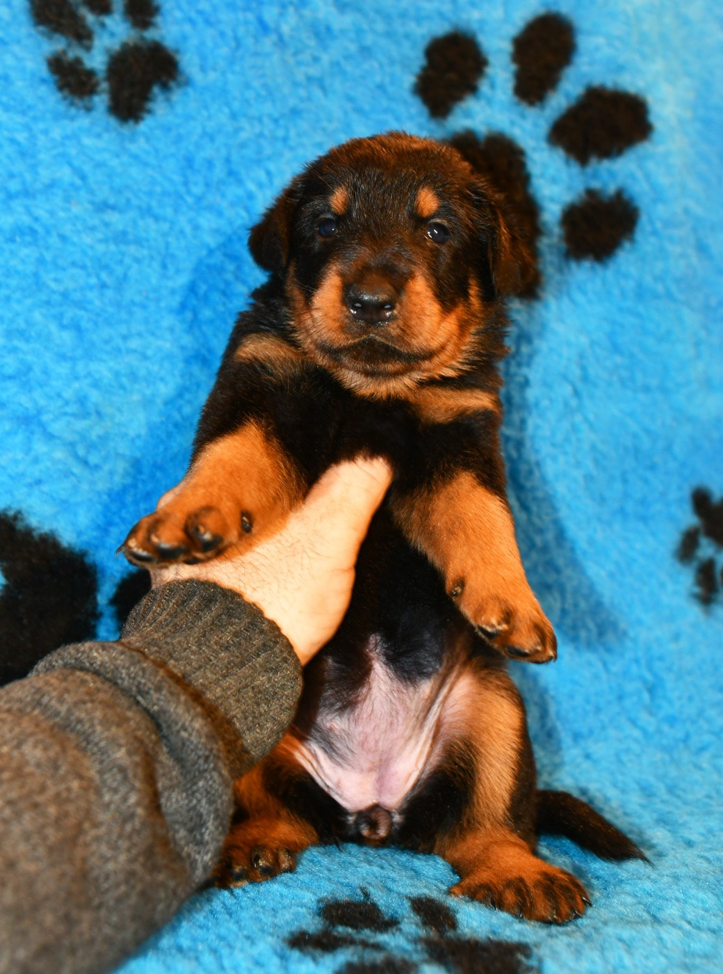 Des Gardiens De Rome - Chiots disponibles - Berger de Beauce