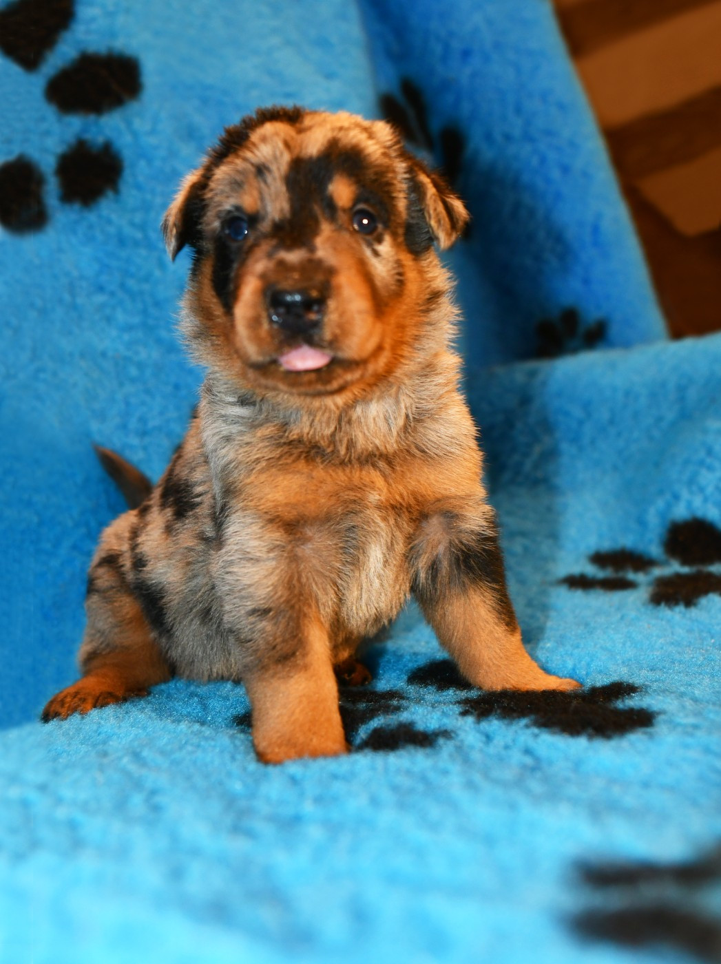 Des Gardiens De Rome - Chiots disponibles - Berger de Beauce