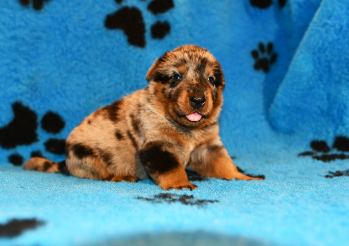 Des Gardiens De Rome - Chiots disponibles - Berger de Beauce