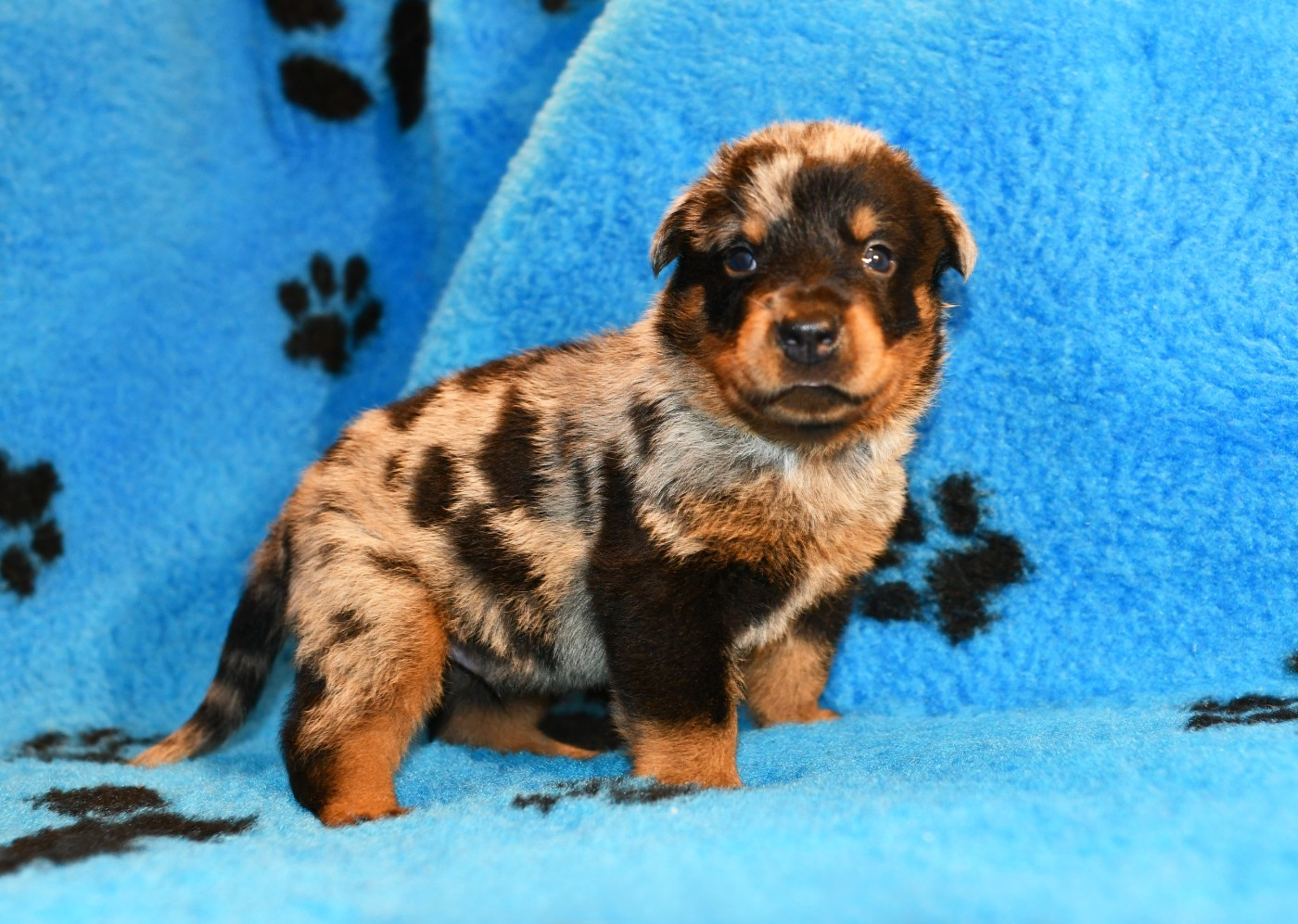 Des Gardiens De Rome - Chiots disponibles - Berger de Beauce