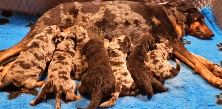 Des Gardiens De Rome - Berger de Beauce - Portée née le 28/11/2025