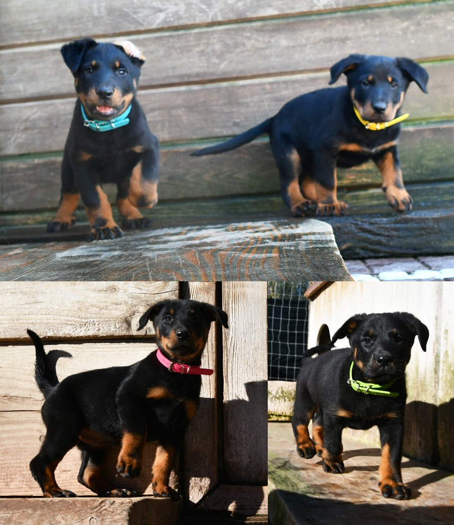 Des Gardiens De Rome - Berger de Beauce - Portée née le 23/10/2025