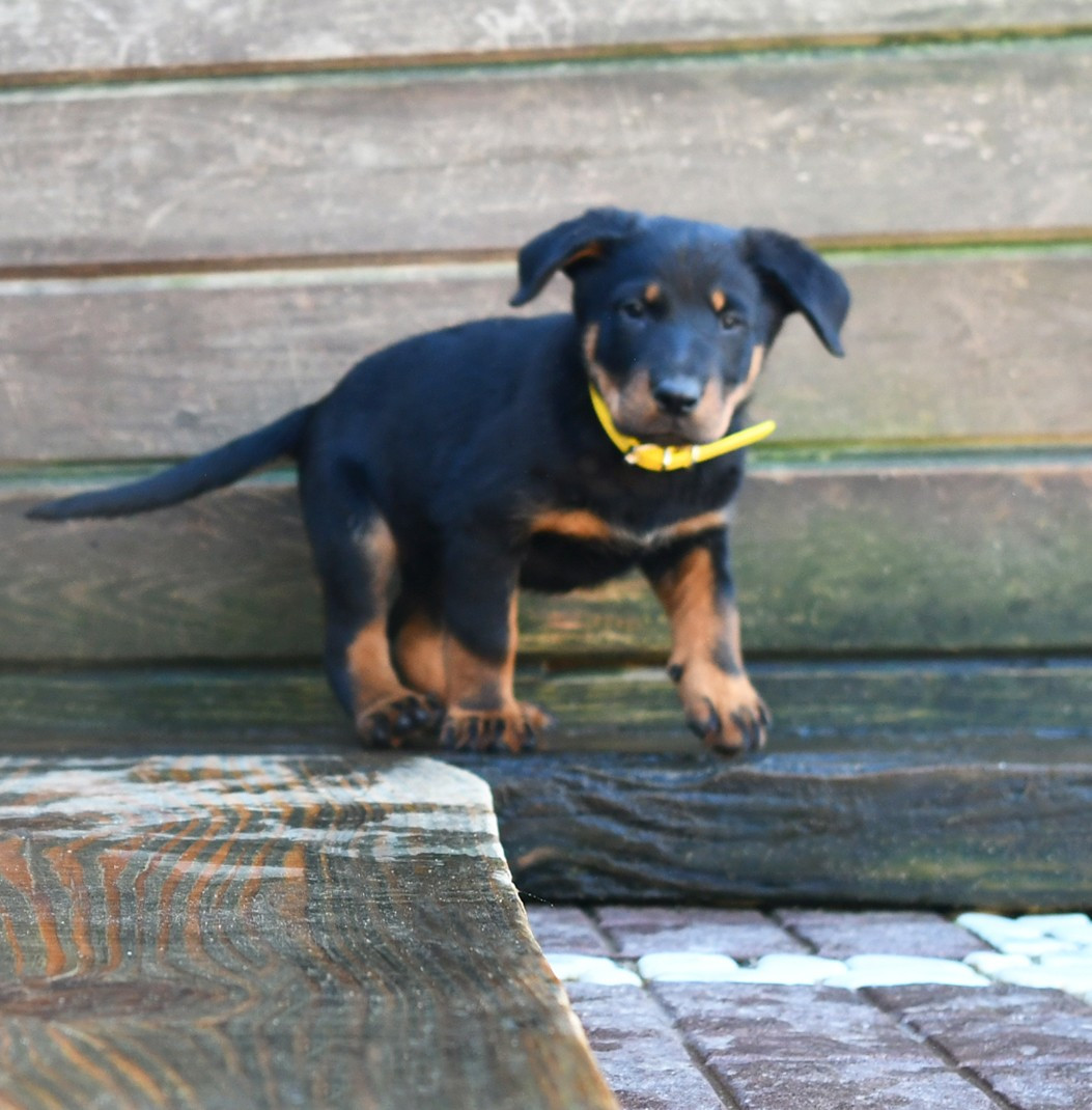 Des Gardiens De Rome - Chiots disponibles - Berger de Beauce