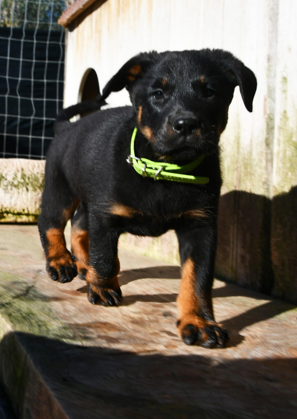 Des Gardiens De Rome - Chiots disponibles - Berger de Beauce