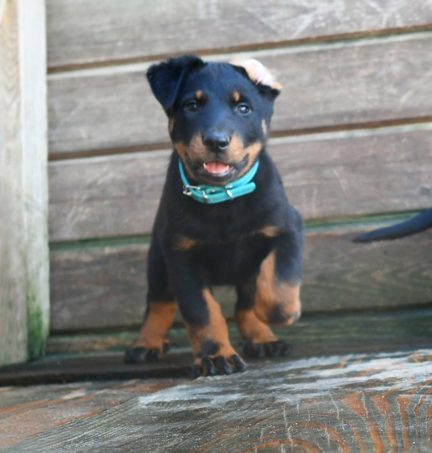 Des Gardiens De Rome - Chiots disponibles - Berger de Beauce