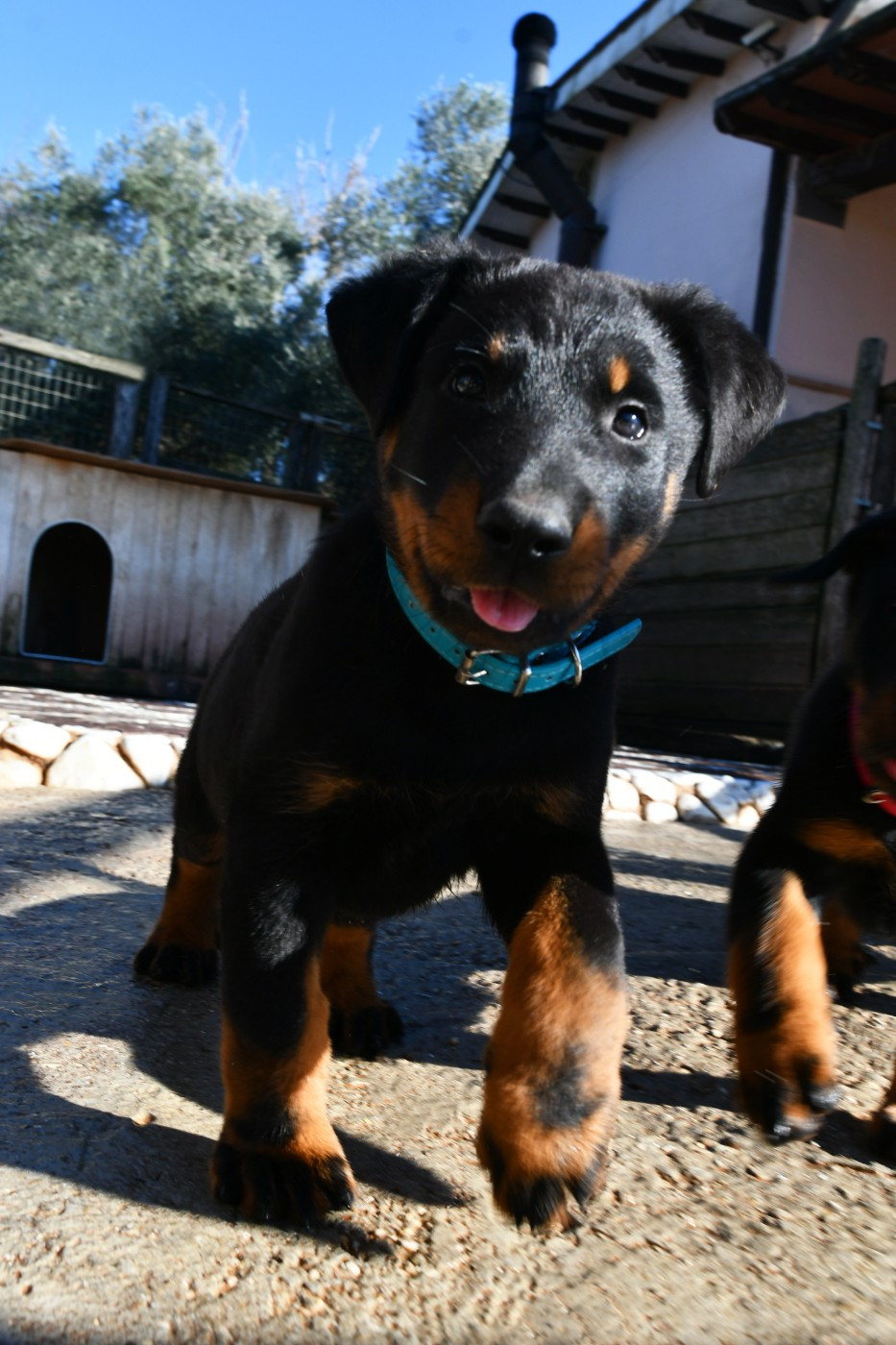 Des Gardiens De Rome - Chiots disponibles - Berger de Beauce