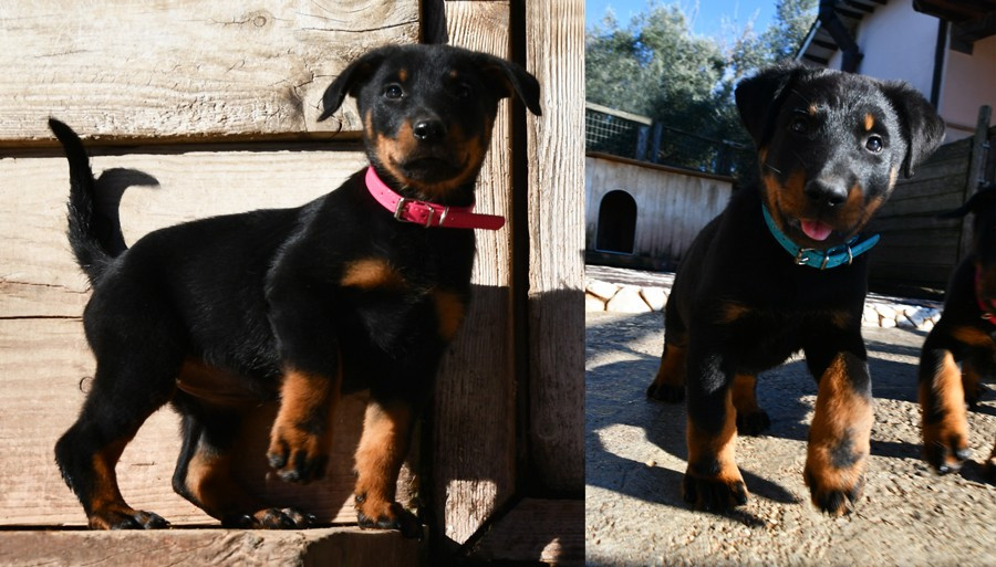 Des Gardiens De Rome - Berger de Beauce - Portée née le 23/10/2025