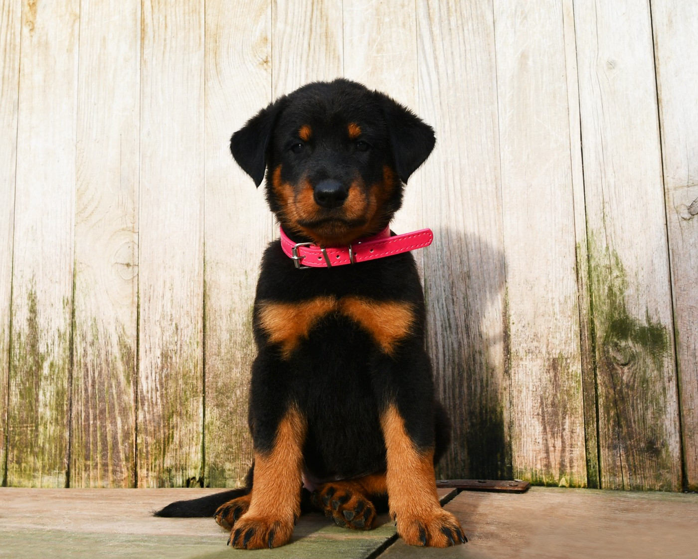 Des Gardiens De Rome - Chiots disponibles - Berger de Beauce