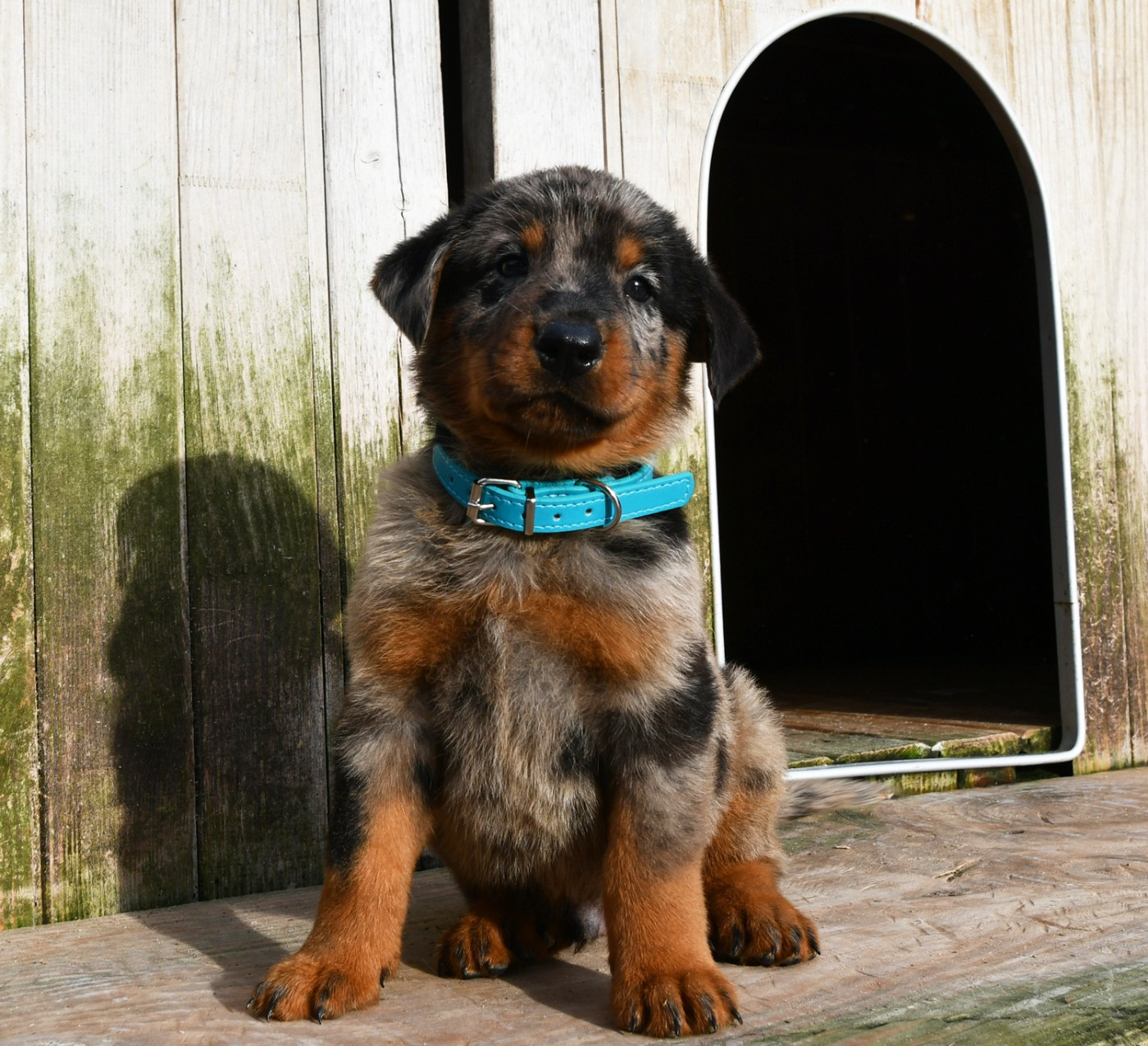 Des Gardiens De Rome - Chiots disponibles - Berger de Beauce