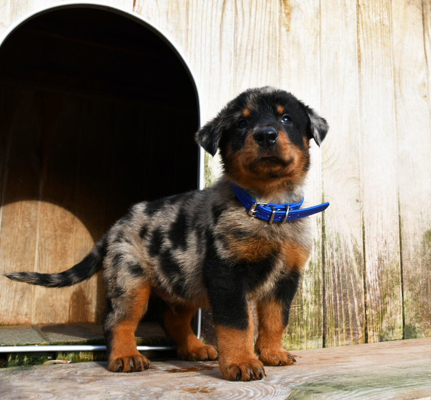 Des Gardiens De Rome - Chiots disponibles - Berger de Beauce