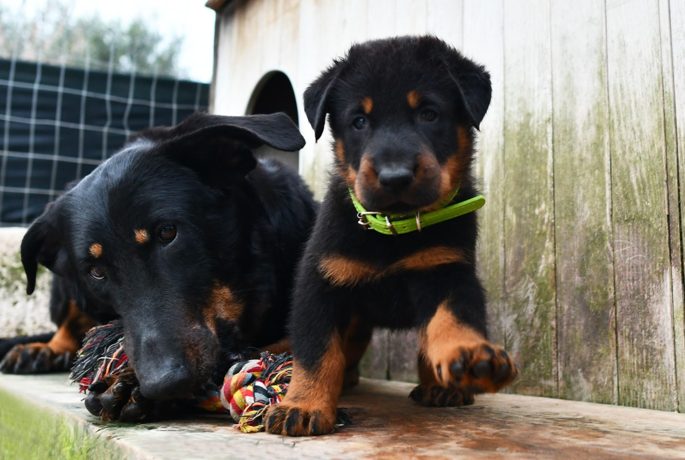 Des Gardiens De Rome - Chiots disponibles - Berger de Beauce