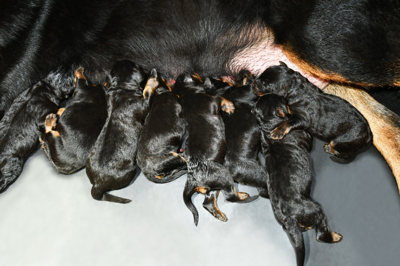 Des Gardiens De Rome - Chiots disponibles - Berger de Beauce