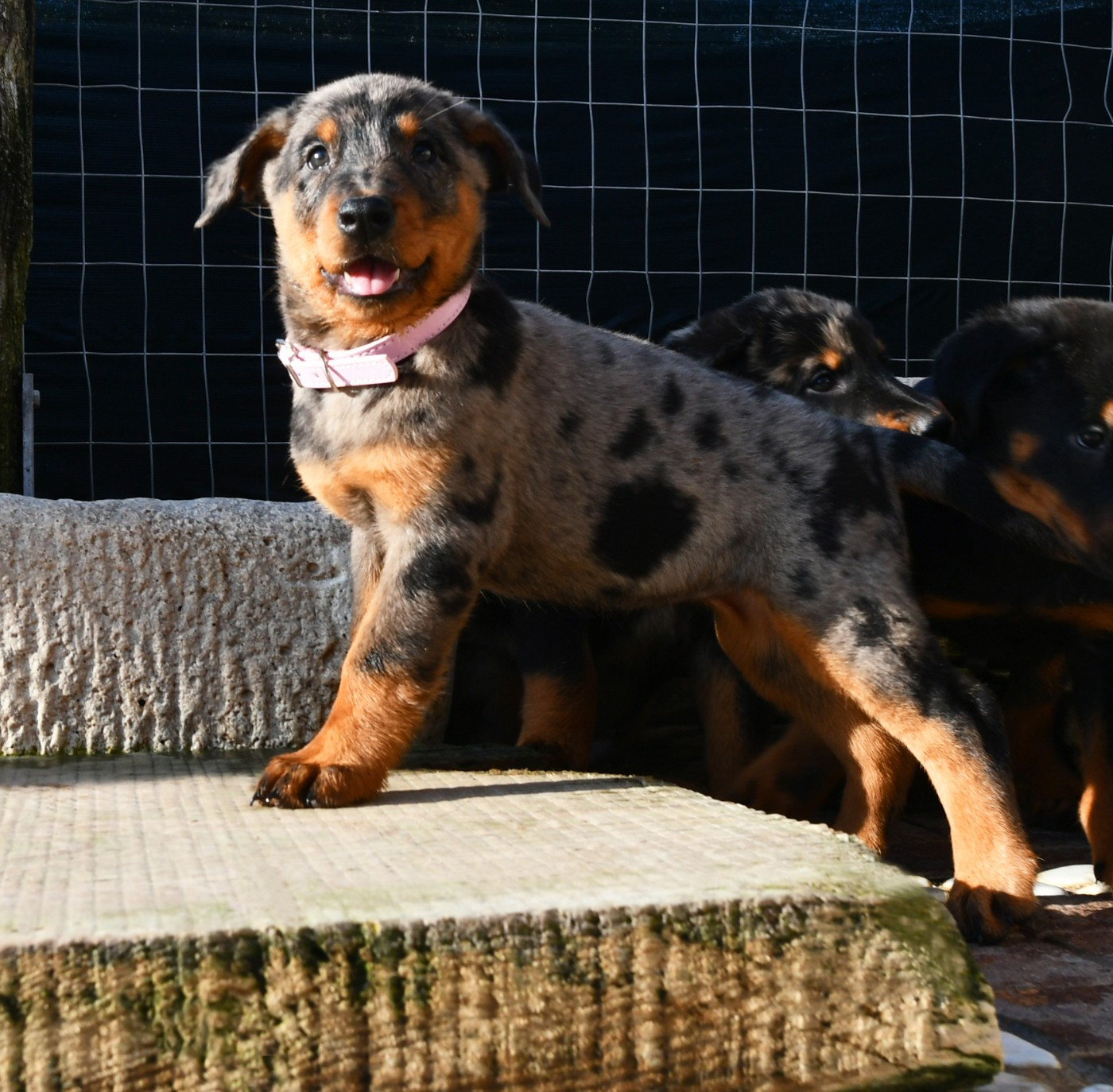 Des Gardiens De Rome - Chiots disponibles - Berger de Beauce