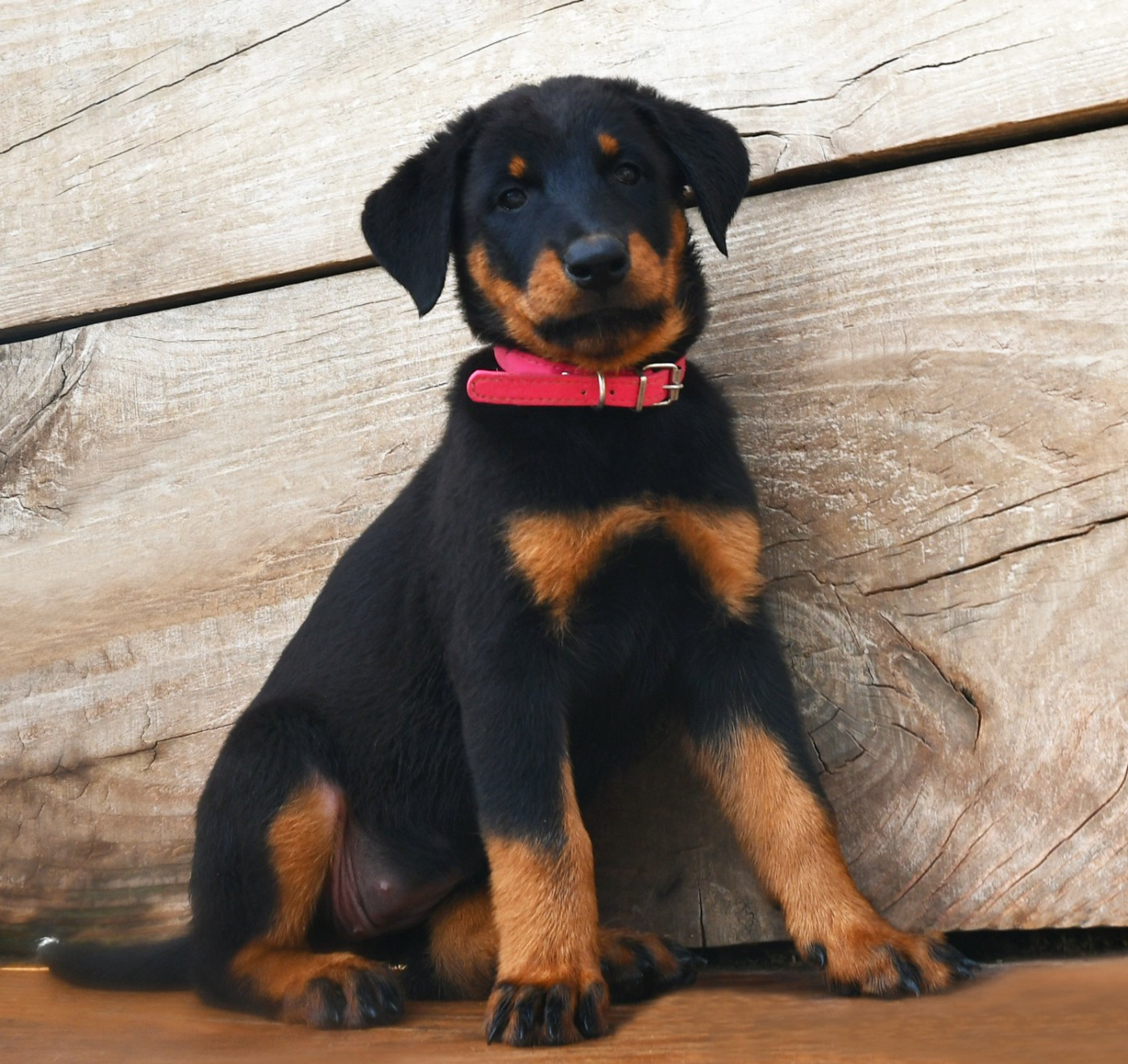 Des Gardiens De Rome - Chiots disponibles - Berger de Beauce