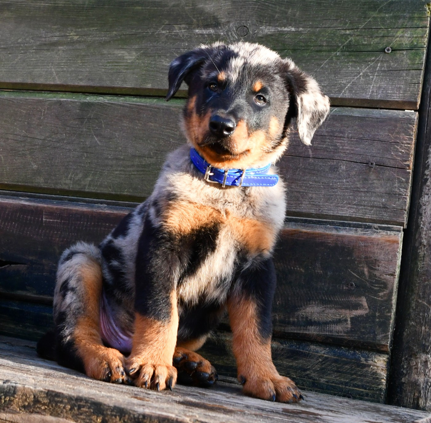 Des Gardiens De Rome - Chiots disponibles - Berger de Beauce