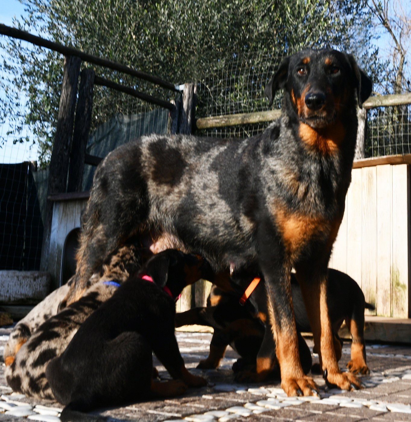 Des Gardiens De Rome - Berger de Beauce - Portée née le 28/11/2025