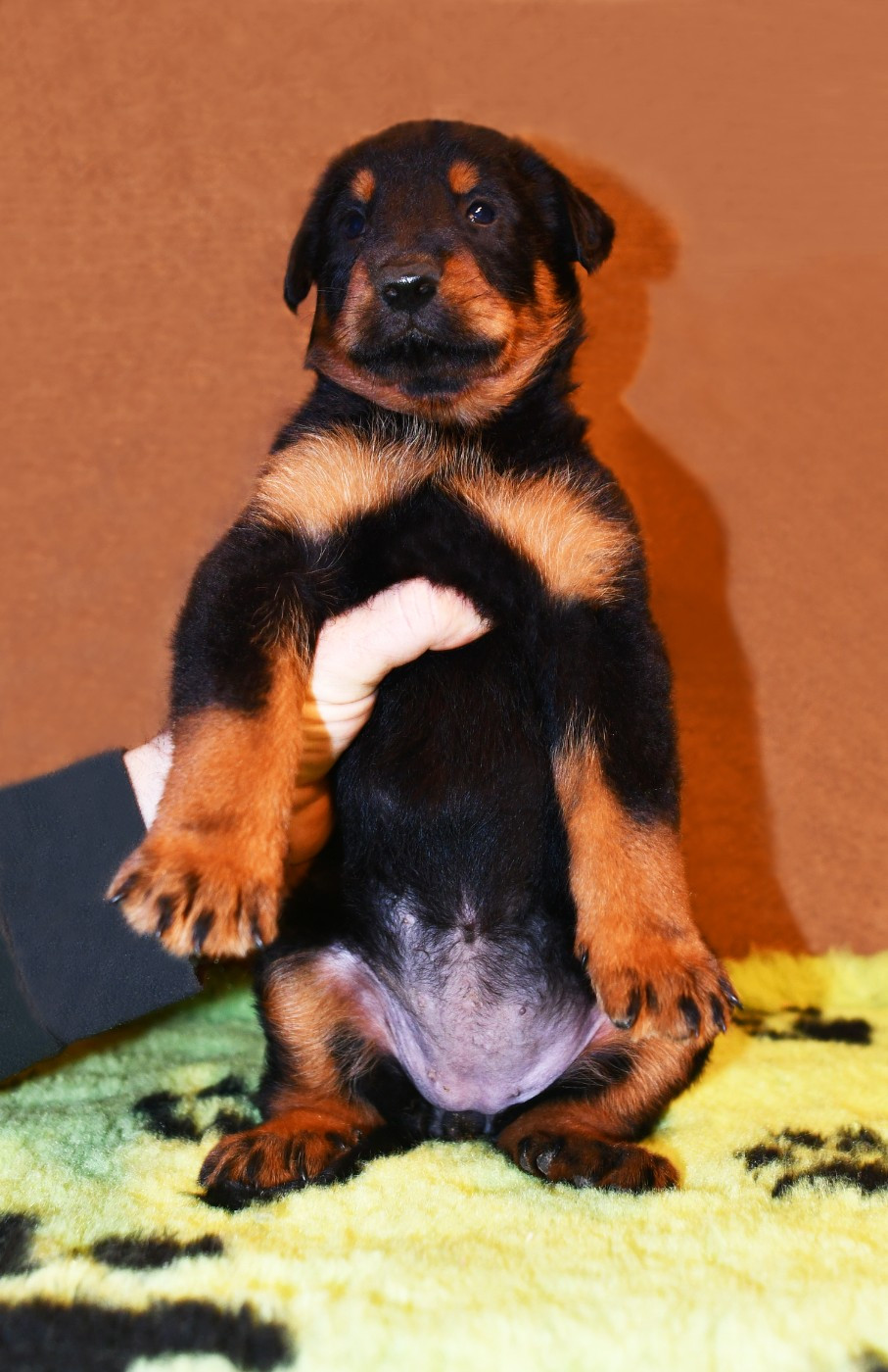 Des Gardiens De Rome - Chiots disponibles - Berger de Beauce