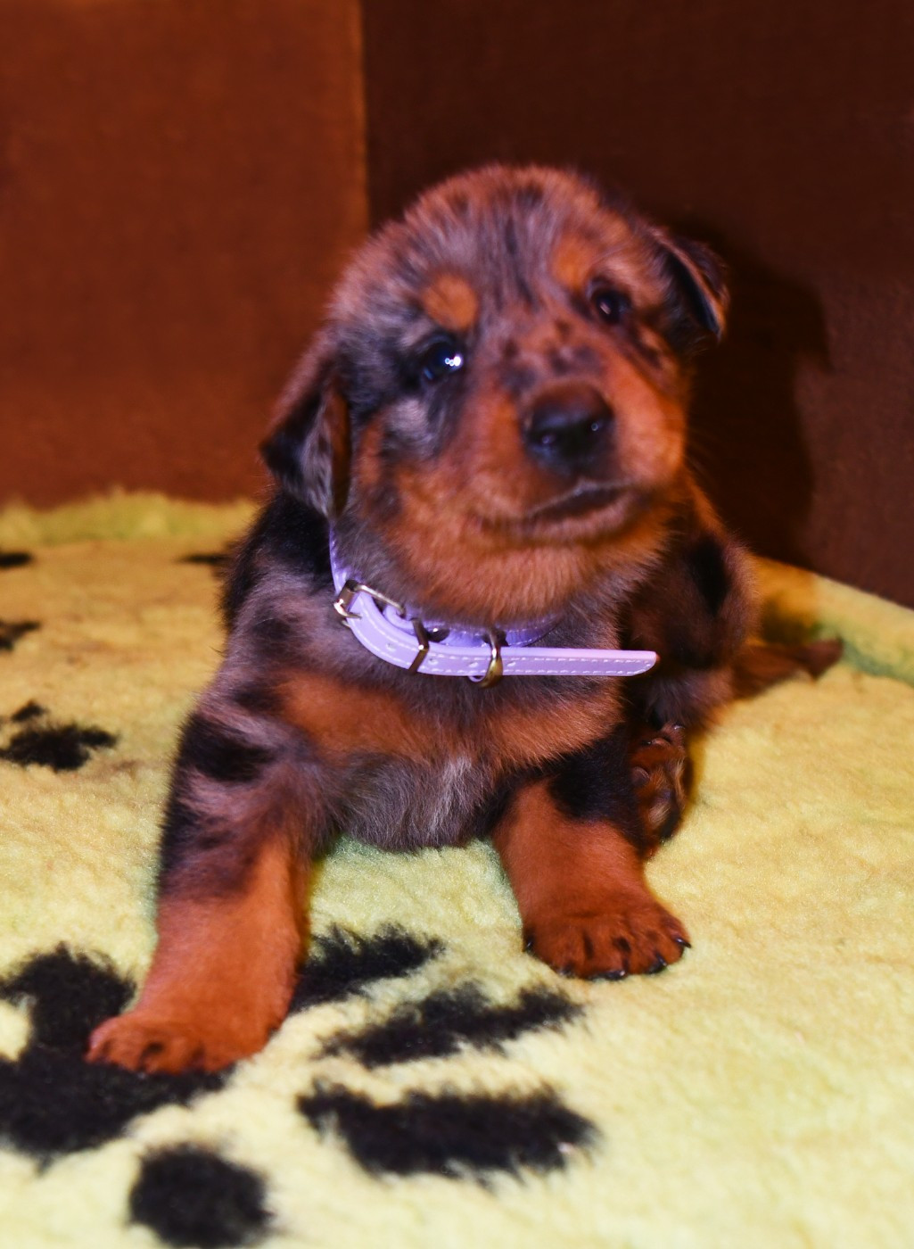 Des Gardiens De Rome - Chiots disponibles - Berger de Beauce