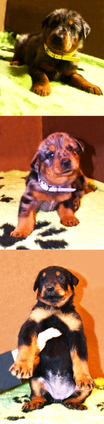 Chiot Berger de Beauce Des Gardiens De Rome