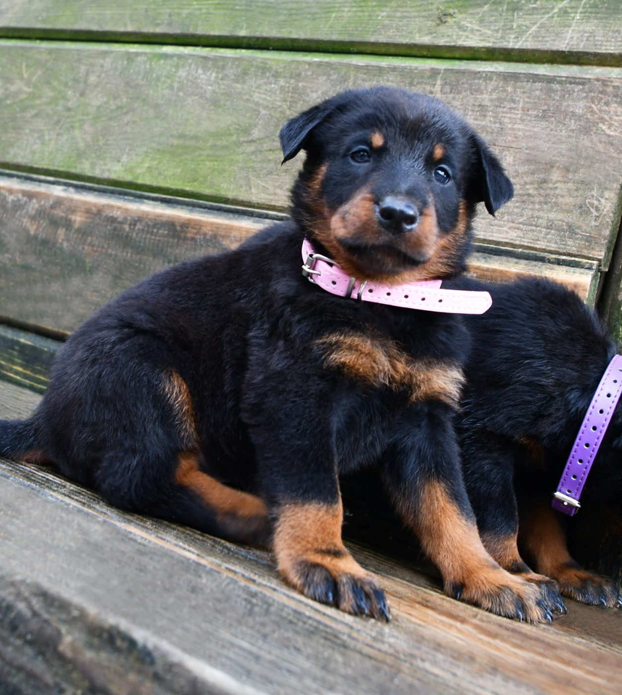 Des Gardiens De Rome - Chiots disponibles - Berger de Beauce