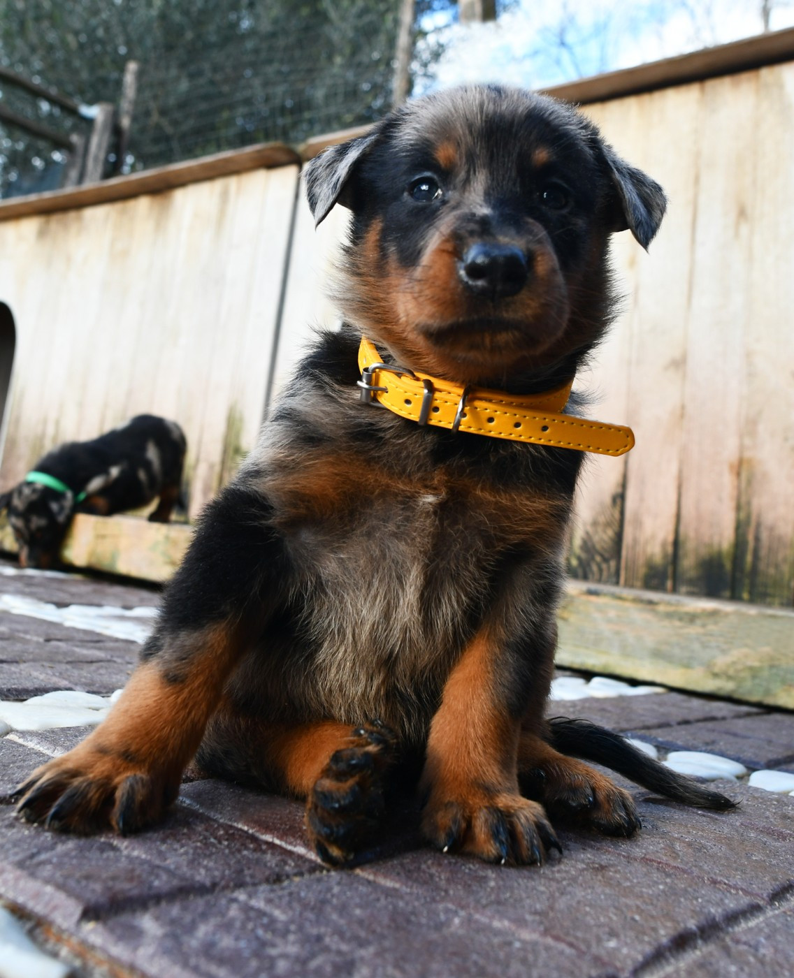 Des Gardiens De Rome - Chiots disponibles - Berger de Beauce