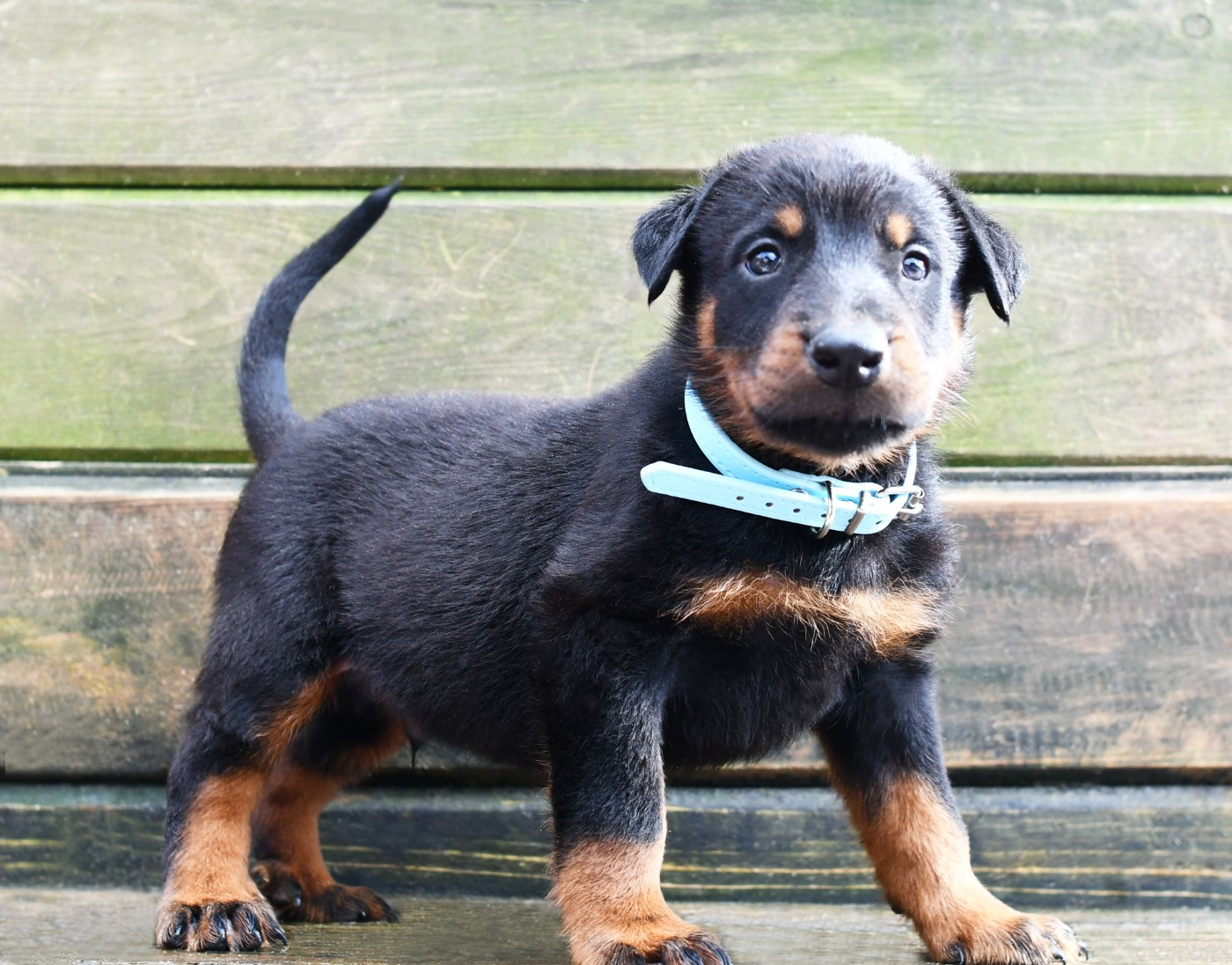 Des Gardiens De Rome - Chiots disponibles - Berger de Beauce