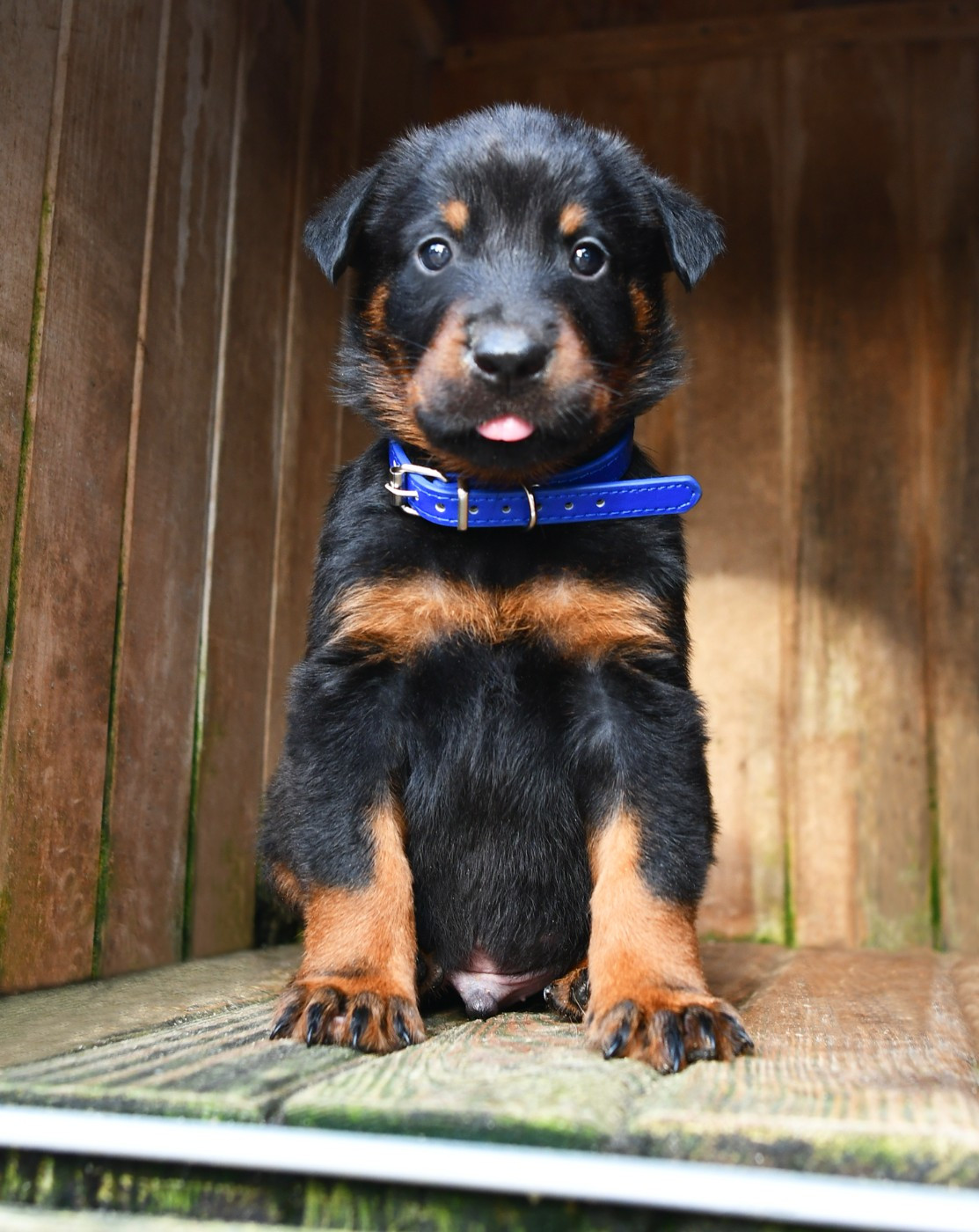 Des Gardiens De Rome - Chiots disponibles - Berger de Beauce