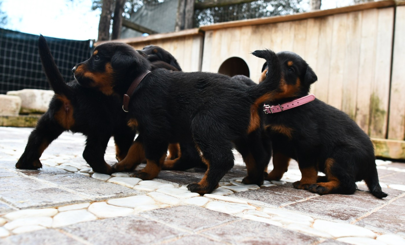 Des Gardiens De Rome - Chiots disponibles - Berger de Beauce