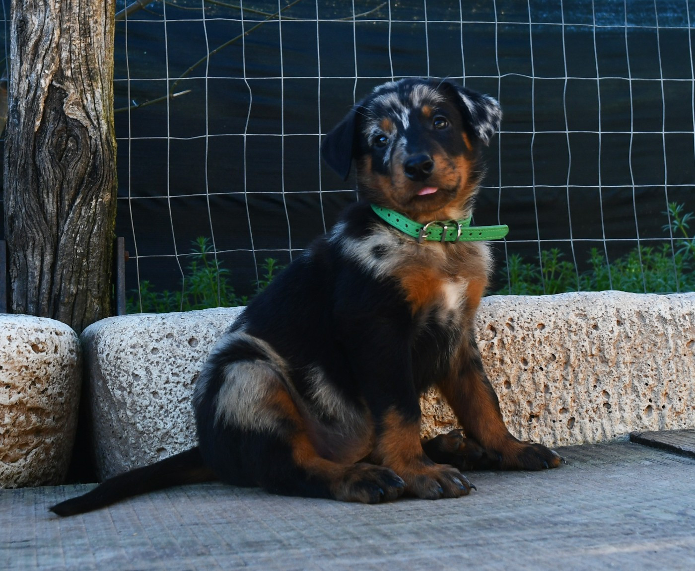 Des Gardiens De Rome - Chiots disponibles - Berger de Beauce