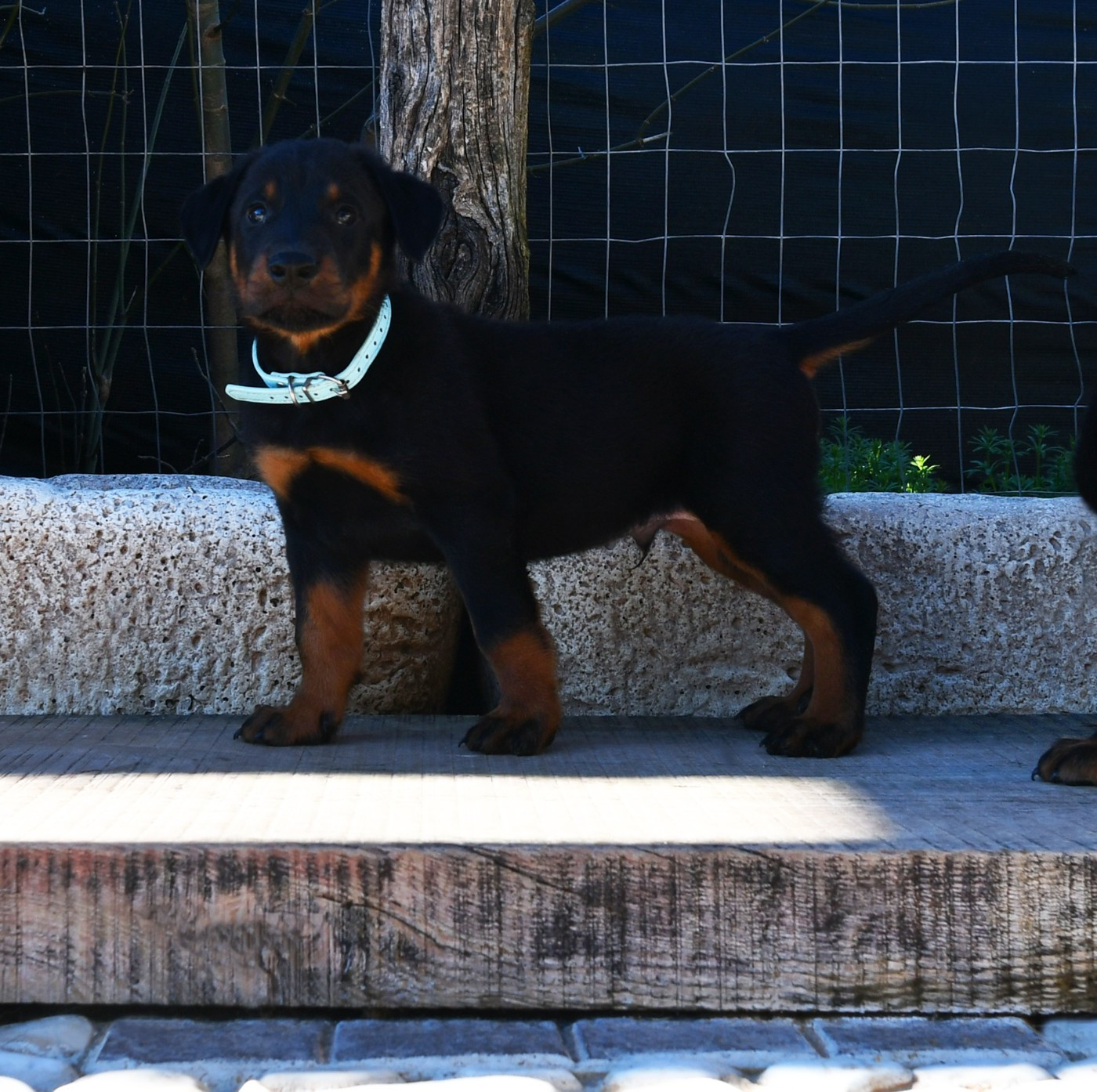 Des Gardiens De Rome - Chiots disponibles - Berger de Beauce