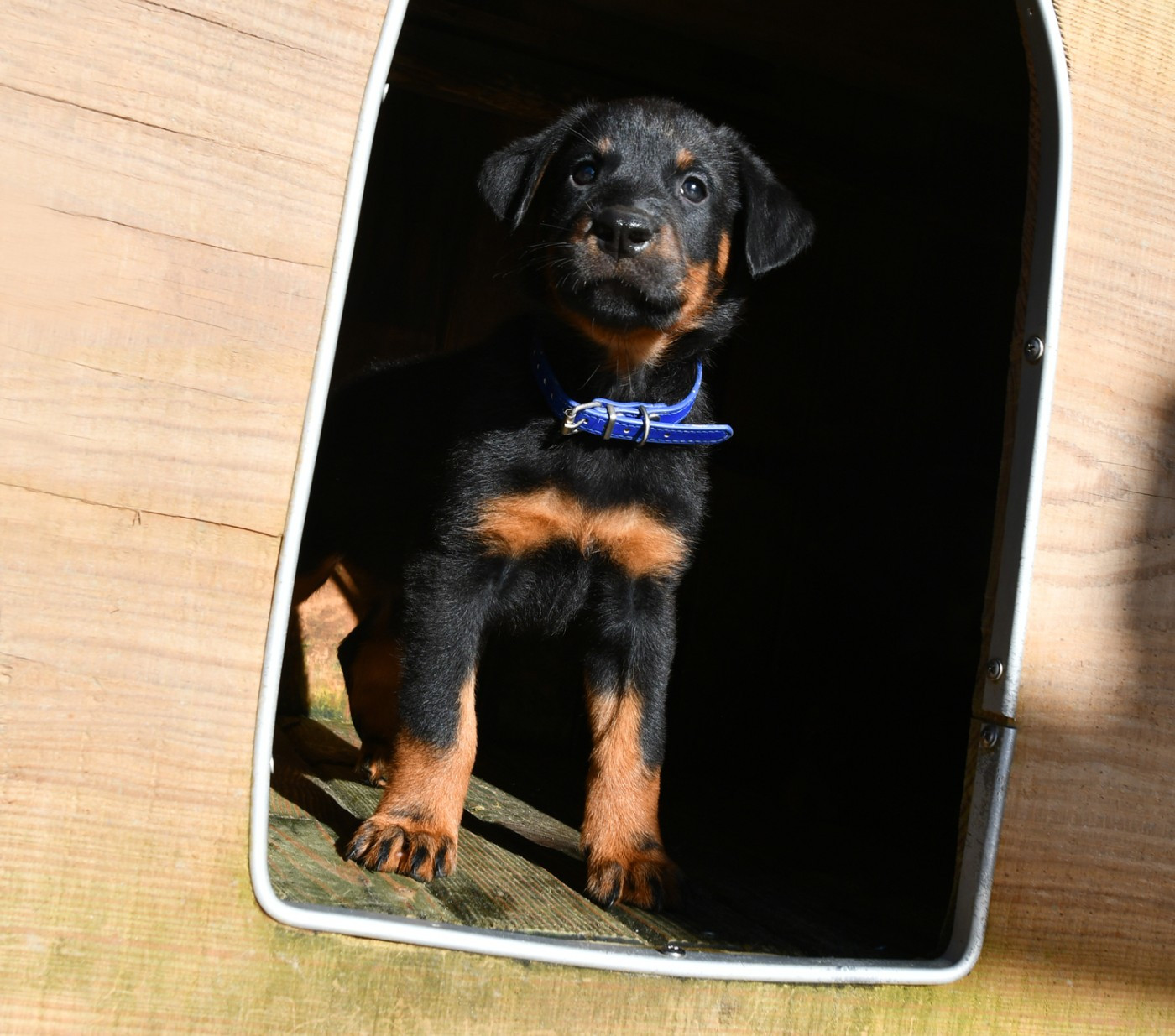 Des Gardiens De Rome - Chiots disponibles - Berger de Beauce