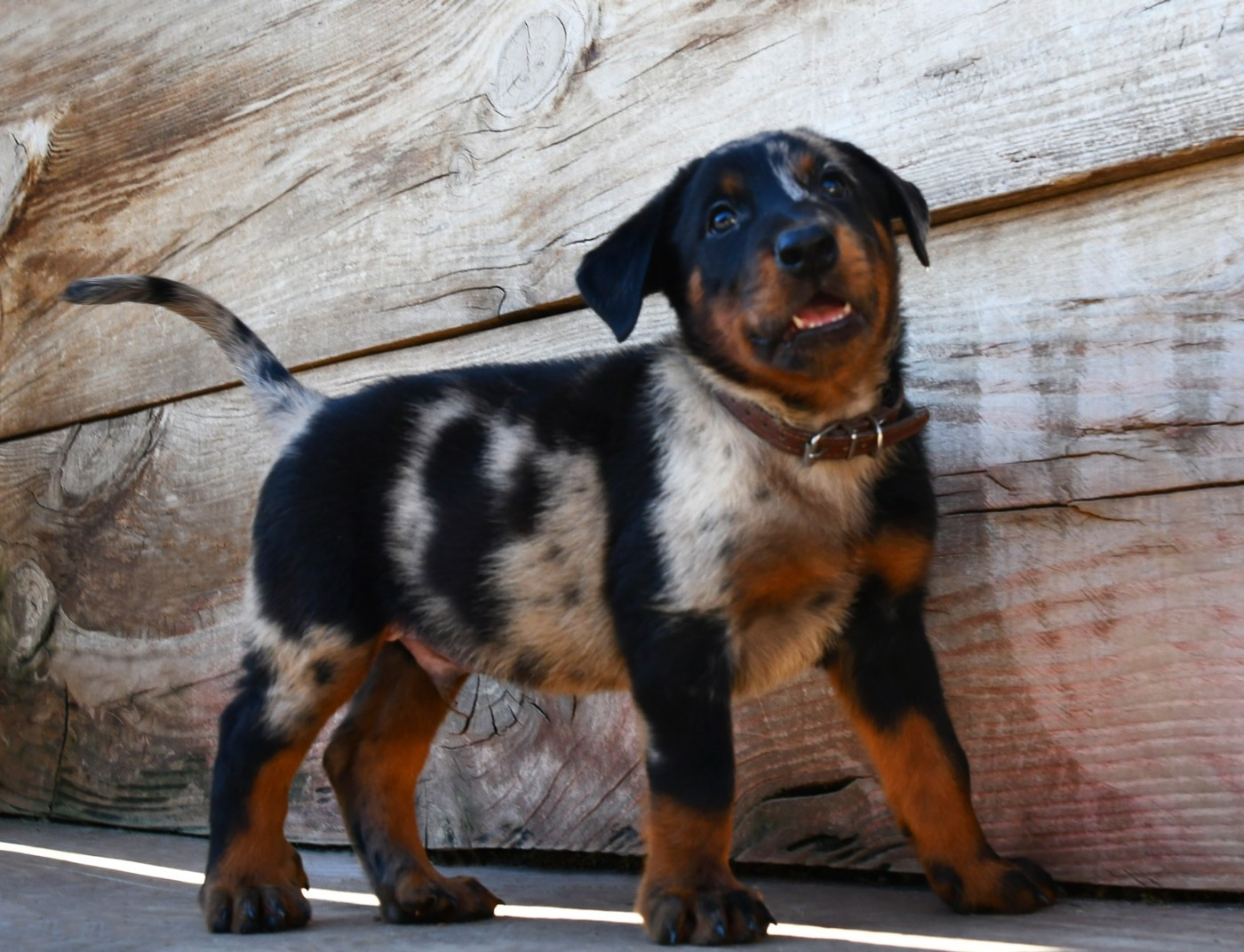 Des Gardiens De Rome - Chiots disponibles - Berger de Beauce