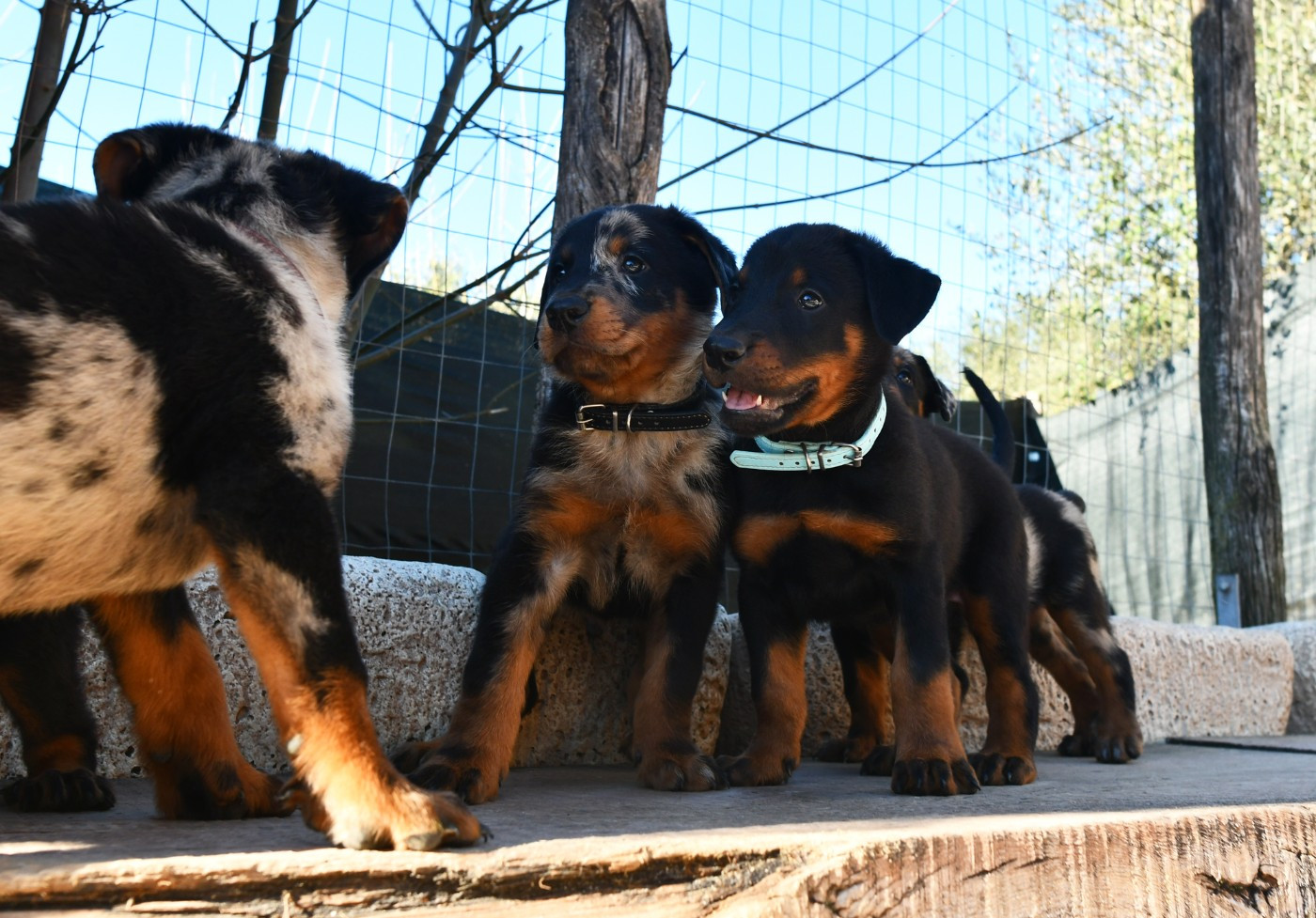Des Gardiens De Rome - Berger de Beauce - Portée née le 04/01/2026
