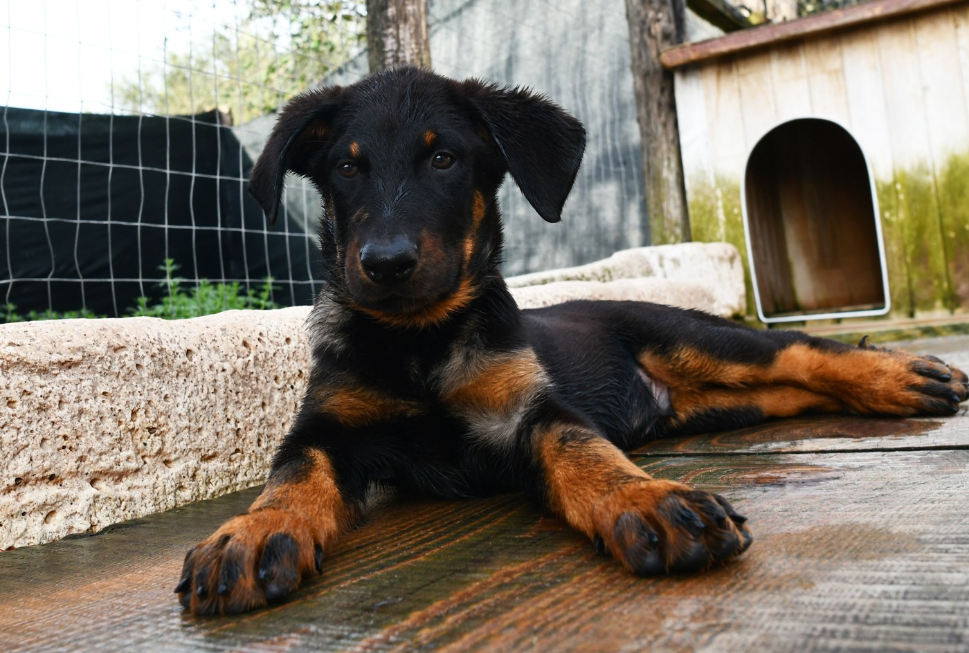 Des Gardiens De Rome - Chiots disponibles - Berger de Beauce