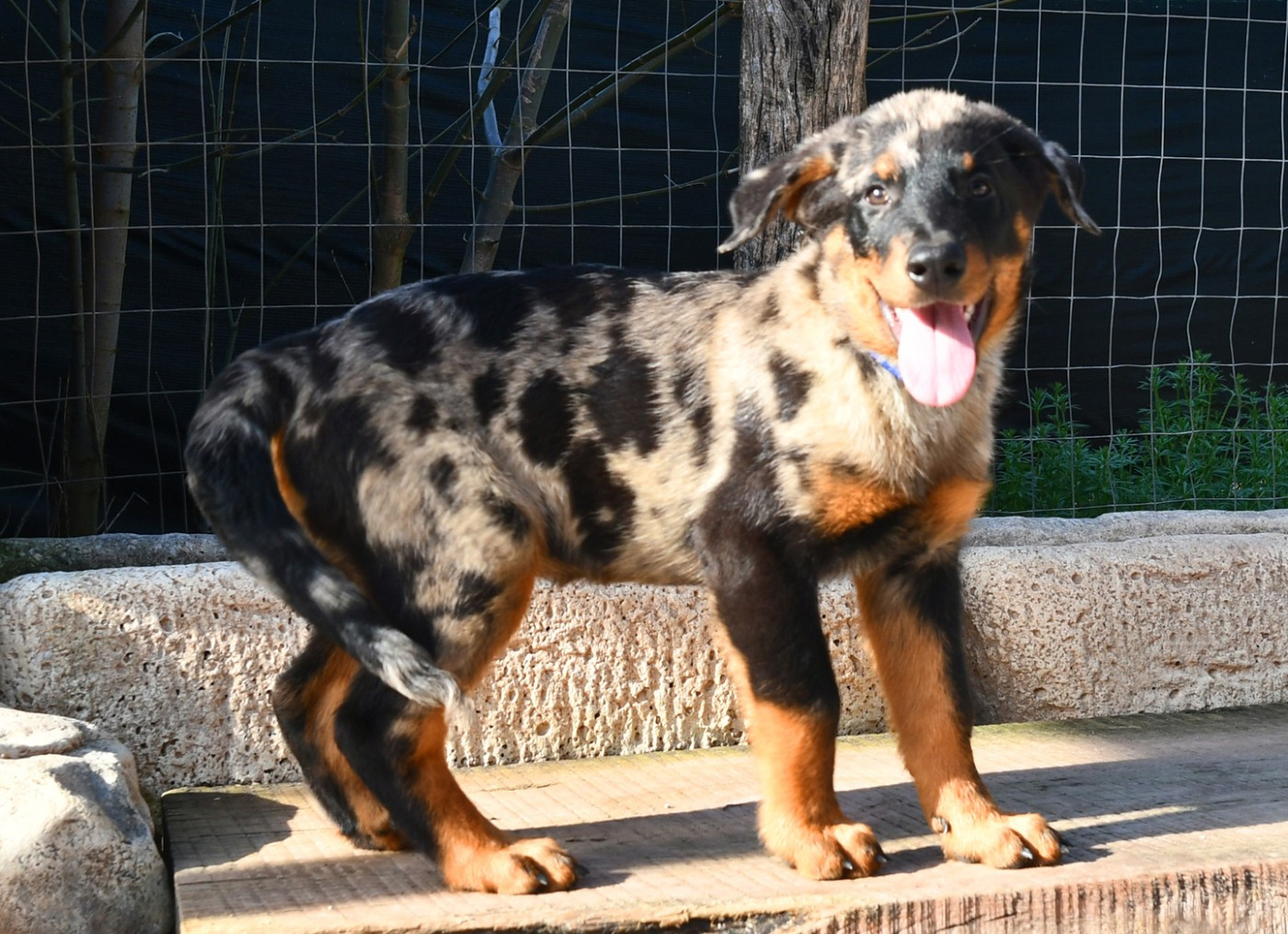 Des Gardiens De Rome - Chiots disponibles - Berger de Beauce