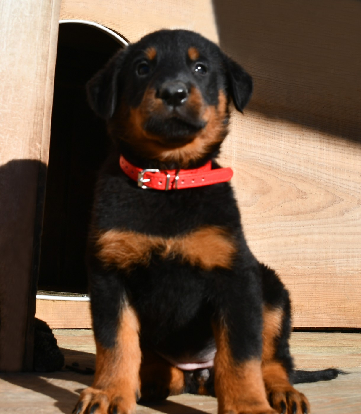 Des Gardiens De Rome - Chiots disponibles - Berger de Beauce