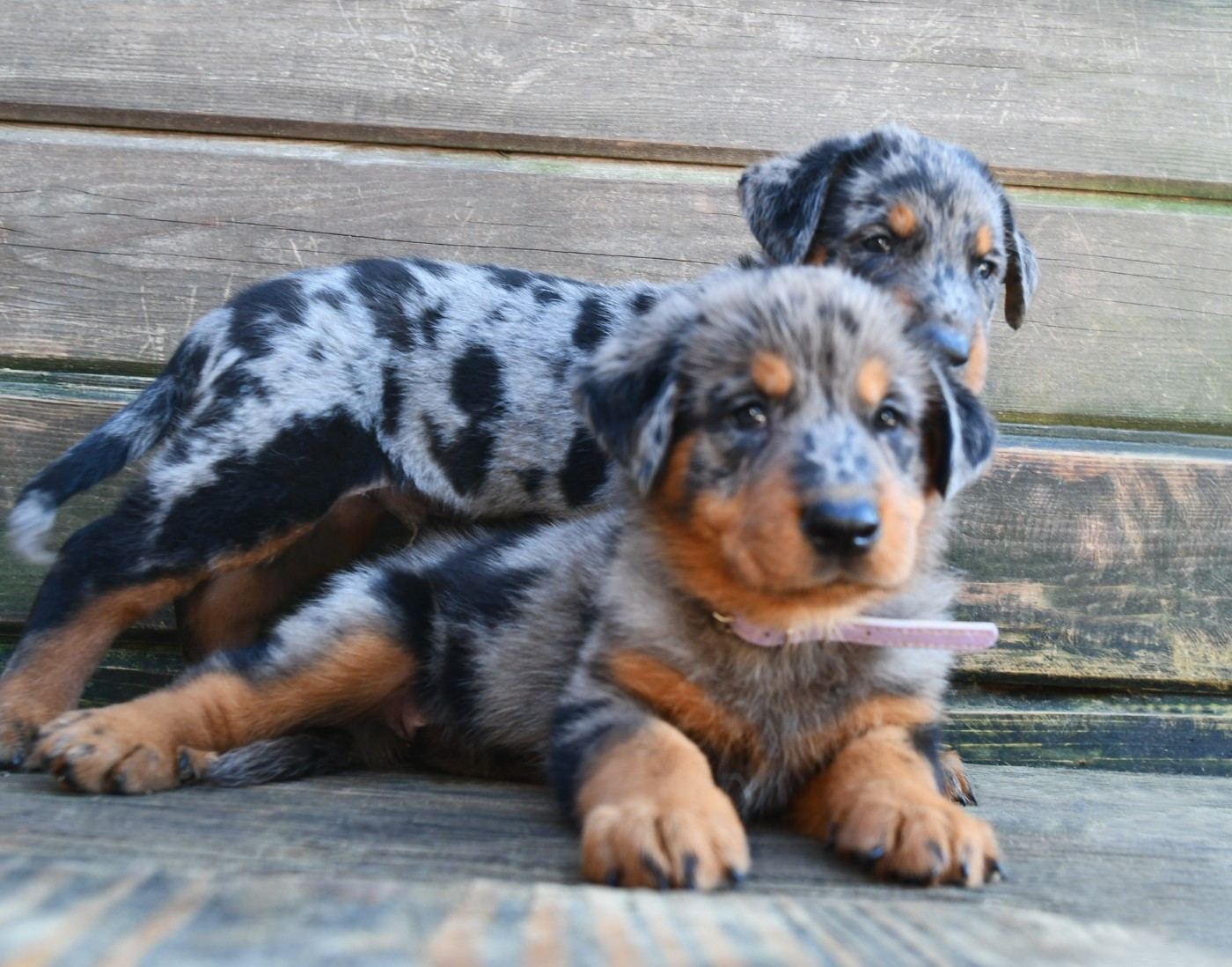 Des Gardiens De Rome - Chiots disponibles - Berger de Beauce