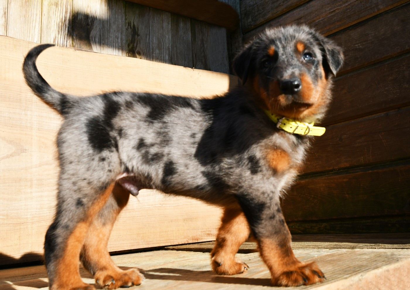 Des Gardiens De Rome - Chiots disponibles - Berger de Beauce