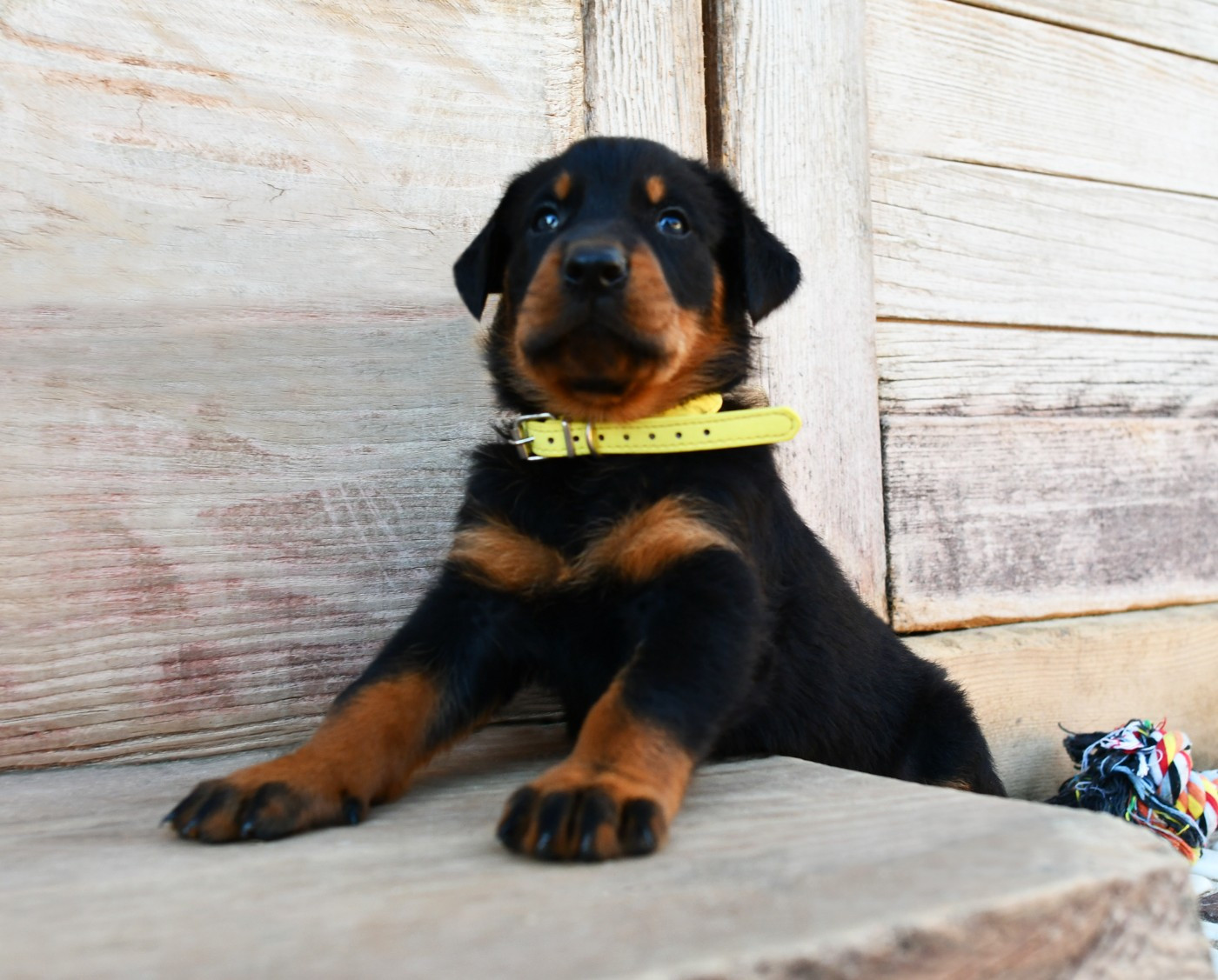 Des Gardiens De Rome - Chiots disponibles - Berger de Beauce