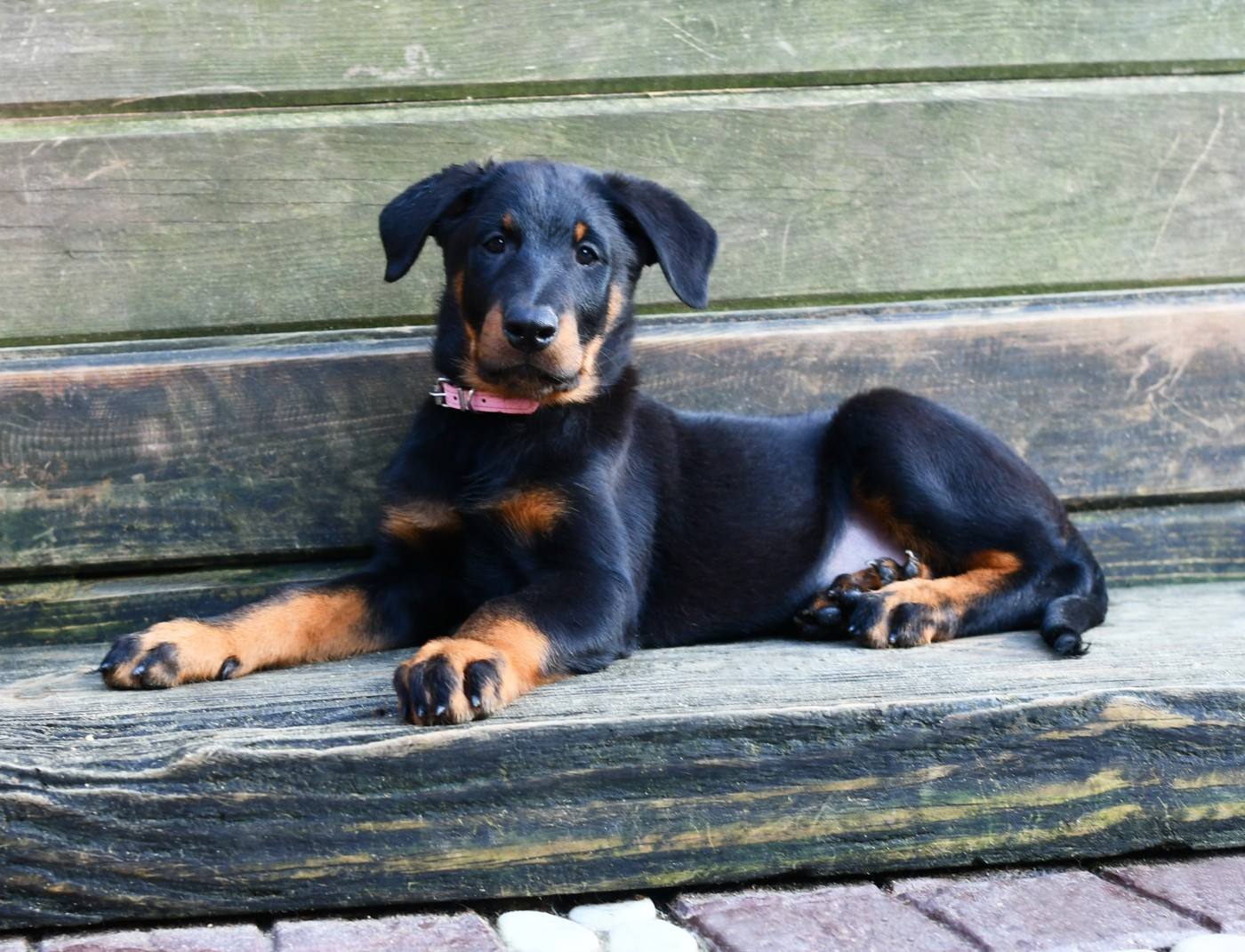 Des Gardiens De Rome - Chiots disponibles - Berger de Beauce