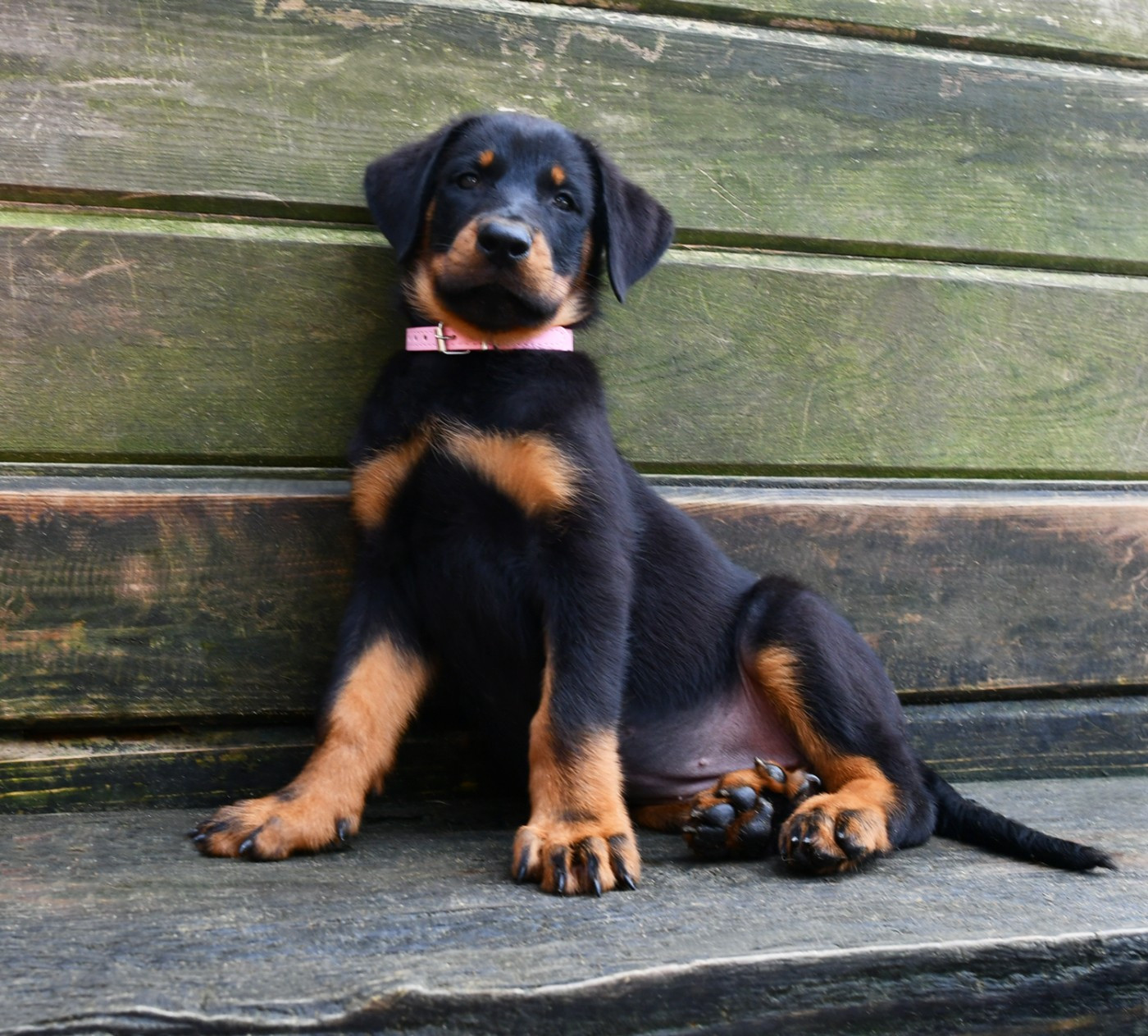 Des Gardiens De Rome - Chiots disponibles - Berger de Beauce