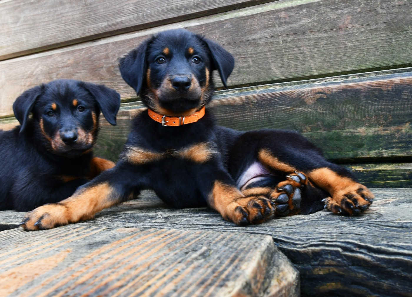 Des Gardiens De Rome - Chiots disponibles - Berger de Beauce