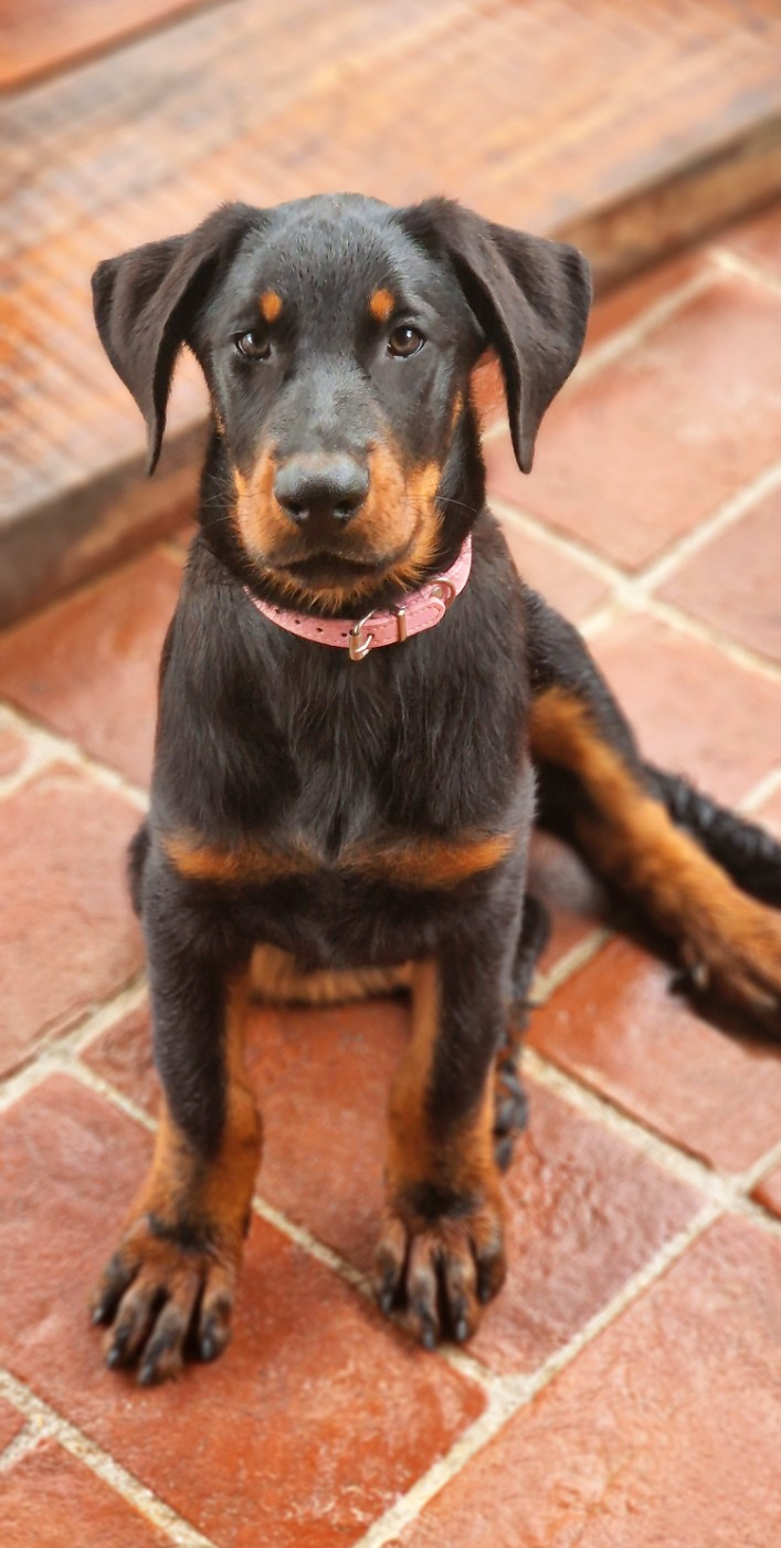 Des Gardiens De Rome - Chiots disponibles - Berger de Beauce