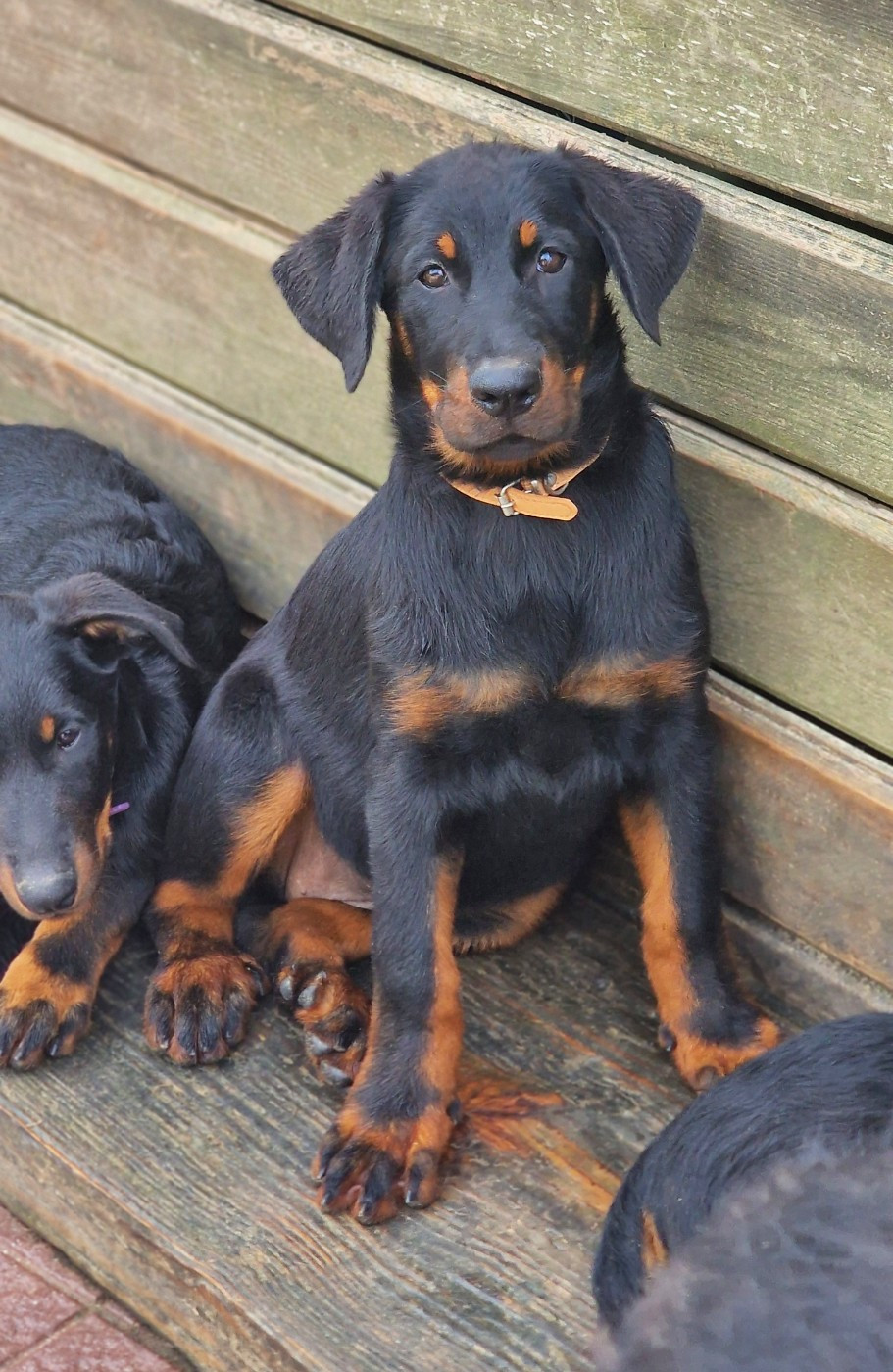 Des Gardiens De Rome - Chiots disponibles - Berger de Beauce