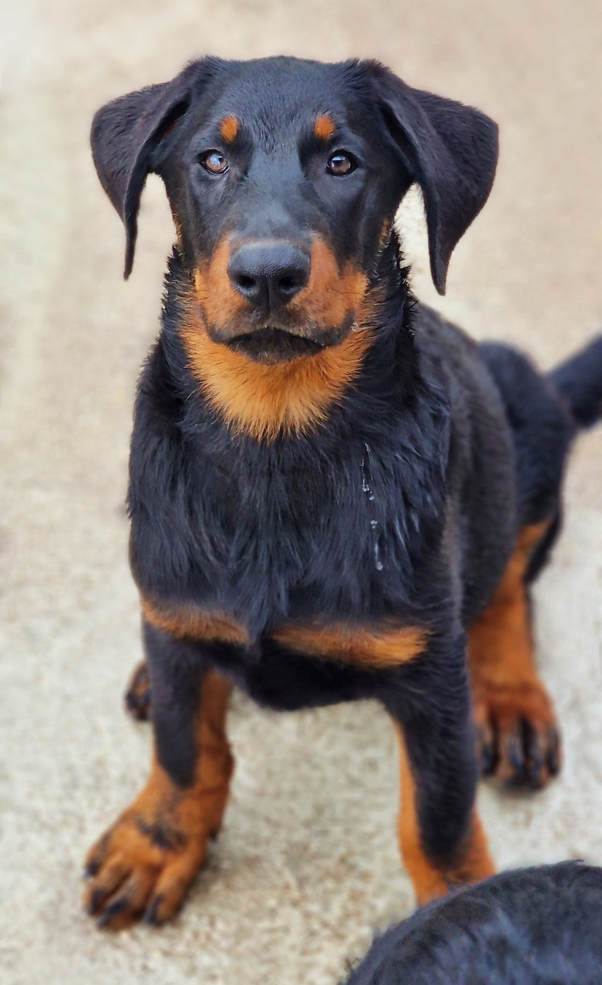 Des Gardiens De Rome - Chiots disponibles - Berger de Beauce