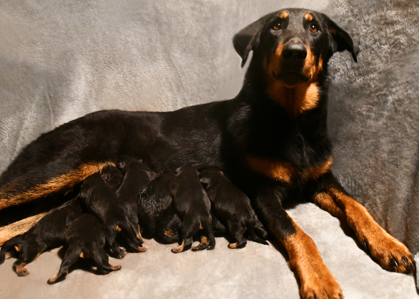 Des Gardiens De Rome - Chiots disponibles - Berger de Beauce