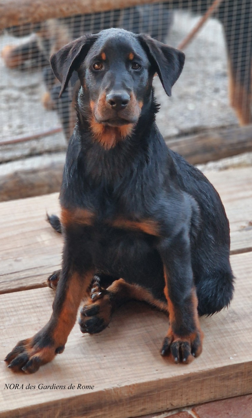 Des Gardiens De Rome - Chiots disponibles - Berger de Beauce
