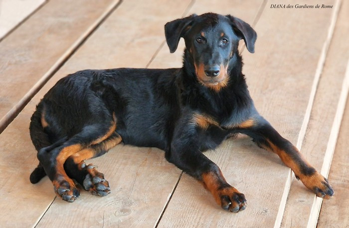 Des Gardiens De Rome - Chiots disponibles - Berger de Beauce